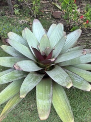 Alcantarea imperialis