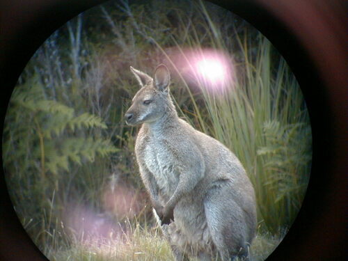 Red-necked Wallaby