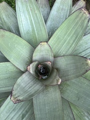 Alcantarea imperialis