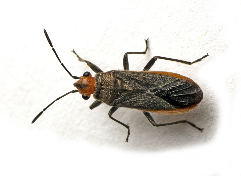 Arocatus aenescens
