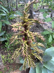 Alcantarea imperialis