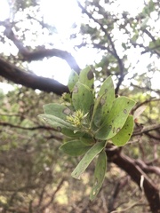 Arctostaphylos columbiana