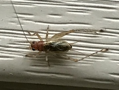 Anaxipha exigua