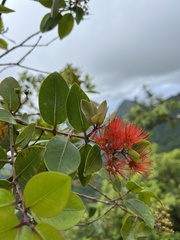 Metrosideros collina