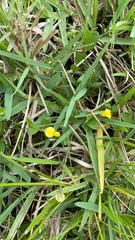 Stylosanthes biflora