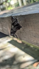 Thespieus aspernatus