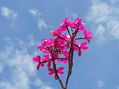 Epidendrum jamiesonis