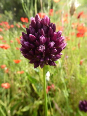 Allium rotundum