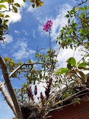 Epidendrum jamiesonis