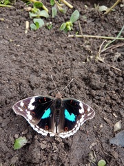 Junonia oenone oenone