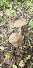 Coprinellus arenicola