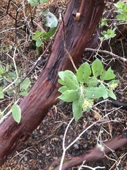 Arctostaphylos columbiana