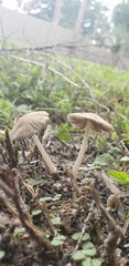 Coprinellus arenicola