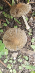 Coprinellus arenicola
