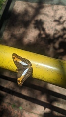 Adelpha malea