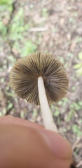 Coprinellus arenicola