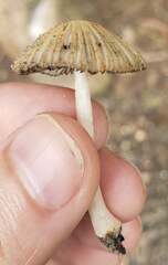 Coprinellus arenicola