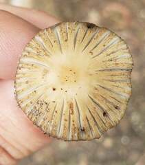 Coprinellus arenicola