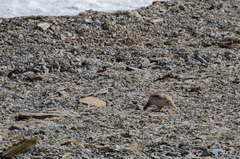 Tetraogallus tibetanus