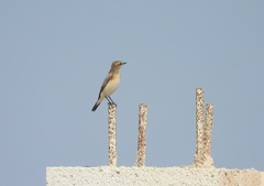 Oenanthe isabellina