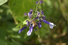 Salvia clarkcowanii