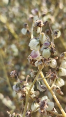 Dicoria canescens