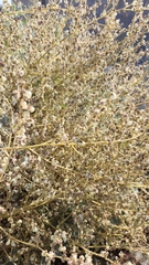 Dicoria canescens