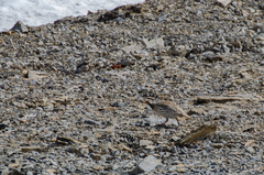 Tetraogallus tibetanus