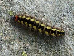 Acronicta euphorbiae
