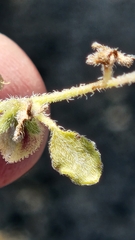 Dicoria canescens