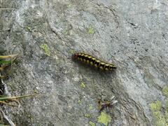 Acronicta euphorbiae