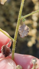 Dicoria canescens