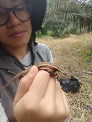Sceloporus teapensis
