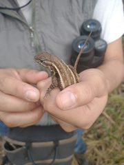 Sceloporus teapensis