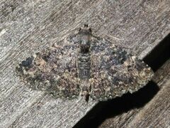 Metalectra diabolica