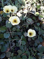 Hydrocleys nymphoides