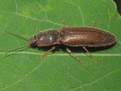 Athous vittatus