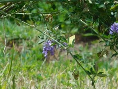 Colias dimera