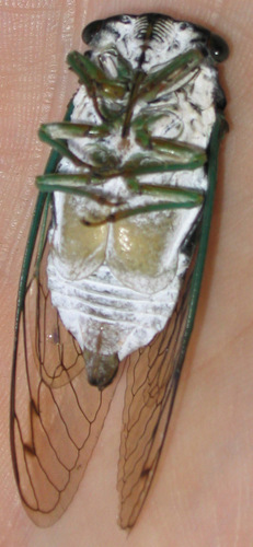 Swamp Cicada
