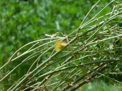 Colias dimera