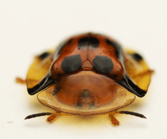 Aspidimorpha westwoodi