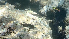 Ophioblennius steindachneri