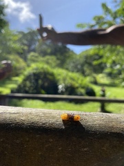 Dalceridae