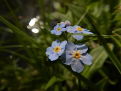 Myosotis