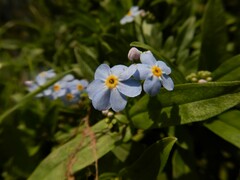 Myosotis