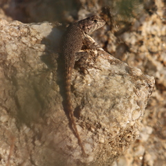 Sceloporus hunsakeri