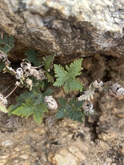 Notholaena standleyi