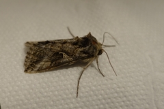 Autographa gamma