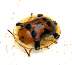 Aspidimorpha westwoodi