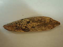 Diaporthe pterophila